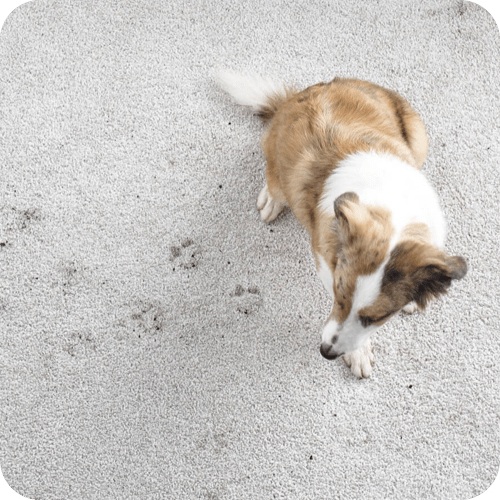 Dog footprint carpet care | Yates Flooring