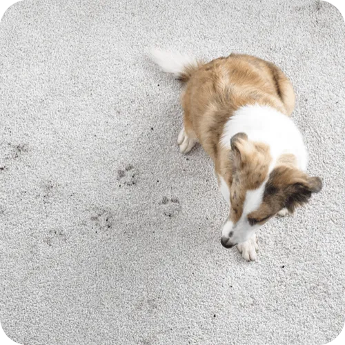 CarpetDirtDebris-Img